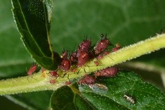Uroleucon obscuricaudatum