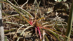 Bromelia karatas