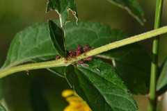 Uroleucon obscuricaudatum