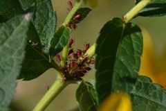 Uroleucon obscuricaudatum