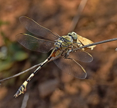 Lindenia tetraphylla