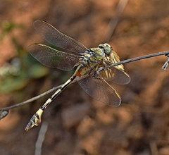 Lindenia tetraphylla