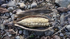 Parmentiera aculeata