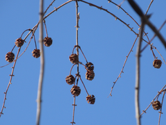 Metasequoia glyptostroboides