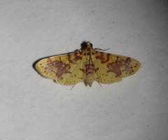 Conogethes haemactalis