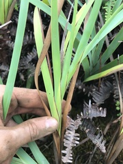 Machaerina mariscoides