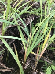 Machaerina mariscoides