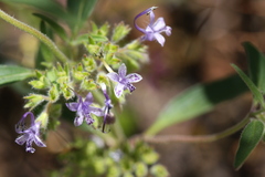 Trichostema laxum