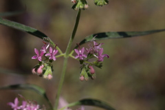 Trichostema laxum