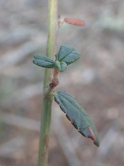 Ceanothus parryi