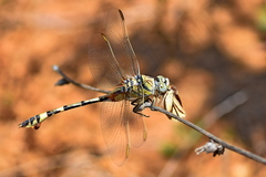 Lindenia tetraphylla