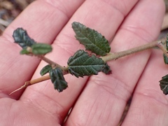Ceanothus parryi