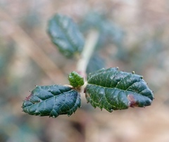 Ceanothus parryi
