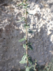 Ceanothus parryi