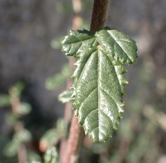 Ceanothus parryi