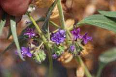 Trichostema laxum