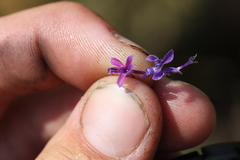 Trichostema laxum
