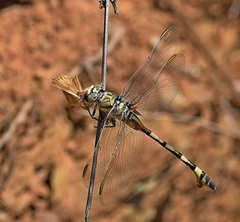 Lindenia tetraphylla