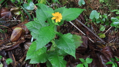 Smallanthus oaxacanus