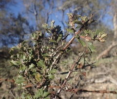 Ceanothus divergens