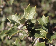 Ceanothus divergens