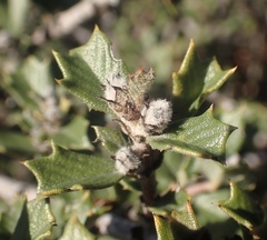 Ceanothus divergens