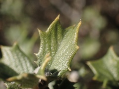 Ceanothus divergens