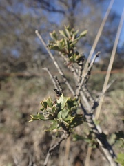 Ceanothus divergens