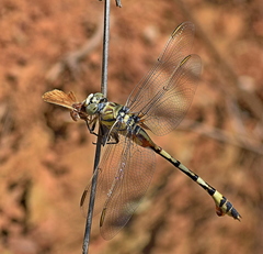 Lindenia tetraphylla