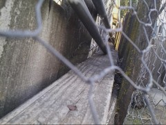 Sceloporus occidentalis occidentalis