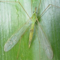Leptotarsus virescens