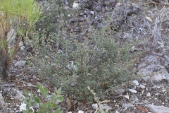 Ceanothus divergens