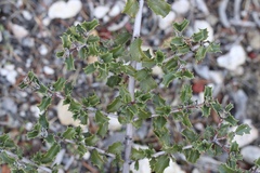 Ceanothus divergens