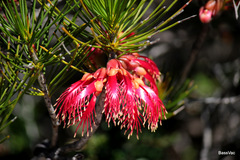 Melaleuca granitica