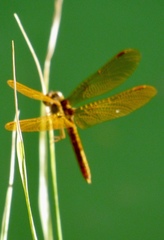 Perithemis tenera