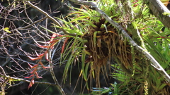 Tillandsia standleyi