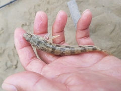 Pseudaphritis urvillii