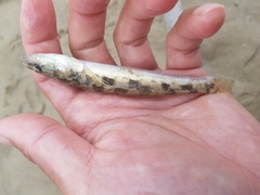 Pseudaphritis urvillii