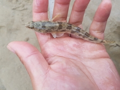 Pseudaphritis urvillii