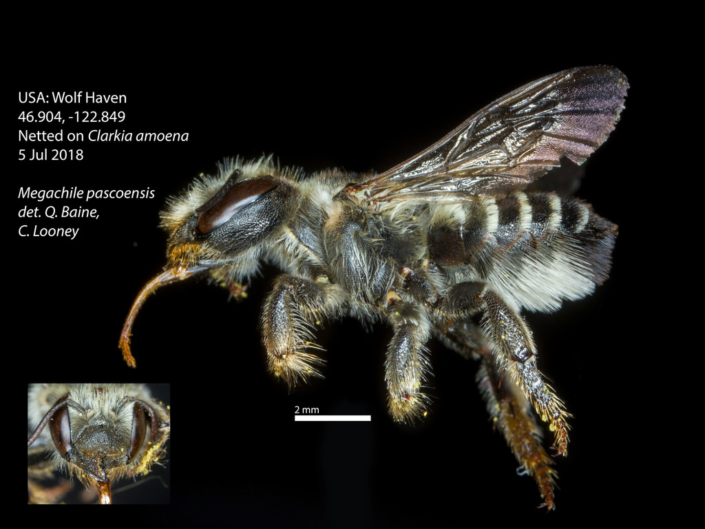 Megachile pascoensis