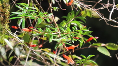 Columnea rubricaulis