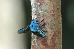 Xylocopa caerulea