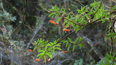 Columnea rubricaulis