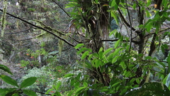 Columnea rubricaulis