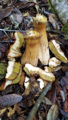 Boletus regineus