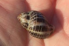 Acanthinucella