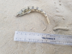 Pseudaphritis urvillii