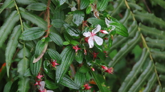 Monochaetum floribundum