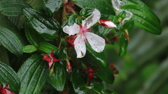 Monochaetum floribundum