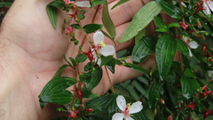 Monochaetum floribundum